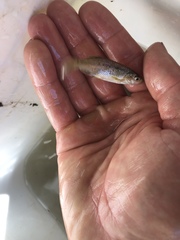 Oregonichthys crameri