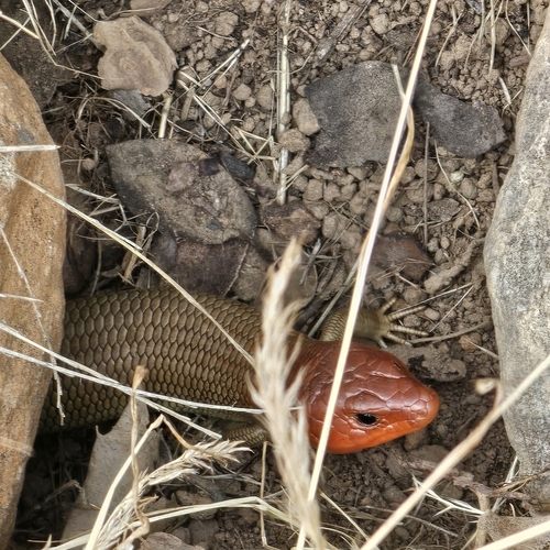 iNaturalist observation photo of Gilbert's Skink