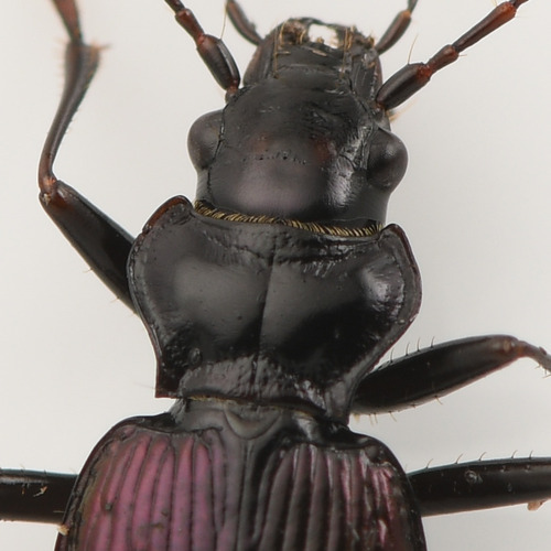 Nebria gebleri photo 2