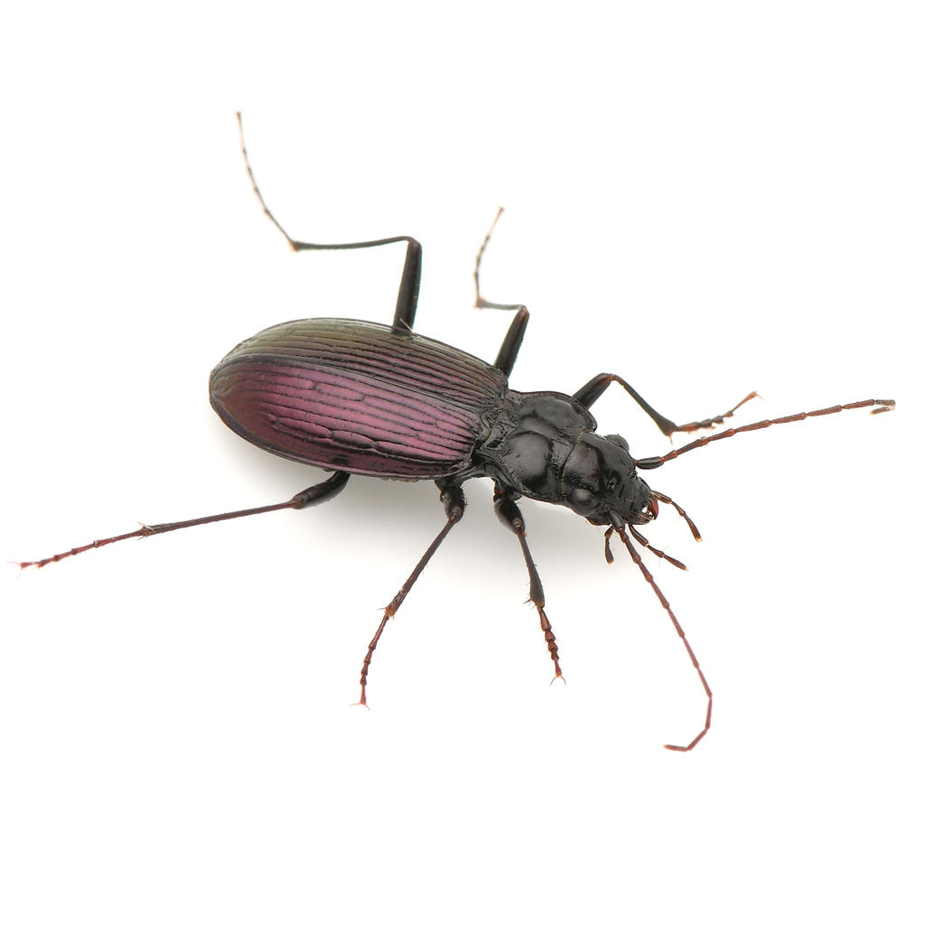 Nebria gebleri cascadensis
