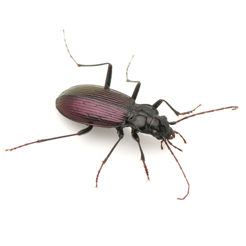 Nebria gebleri cascadensis