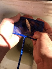 Richardsonius balteatus