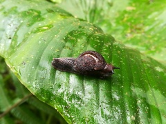 Helicarionidae