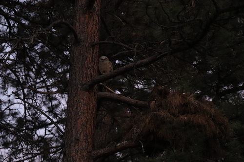 Great Horned Owl photographed in Montana