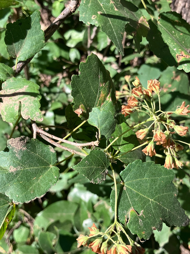 river wildpear (Dombeya kirkii)
