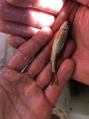 Catostomus macrocheilus