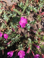 Epilobium obcordatum