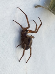 Steatoda