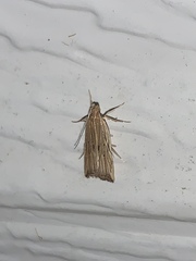 Helcystogramma hystricella