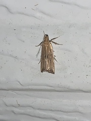 Helcystogramma hystricella