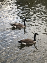 Branta canadensis