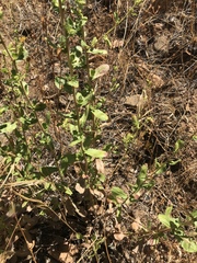 Hazardia squarrosa grindelioides