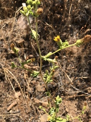 Hazardia squarrosa grindelioides