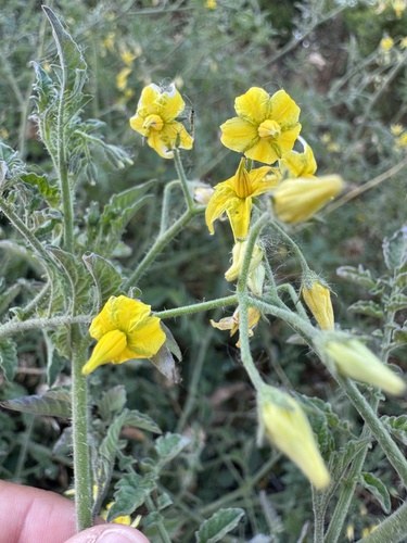 iNaturalist observation photo of tomato
