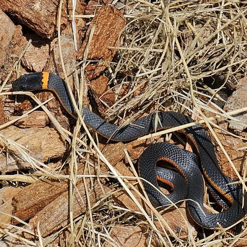 iNaturalist observation photo of Ring-necked Snake