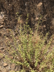 Hazardia squarrosa grindelioides