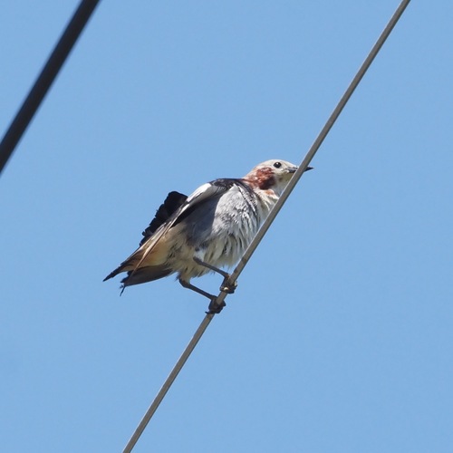 Chestnut-cheeked Starling (Agropsar philippensis), photo 9