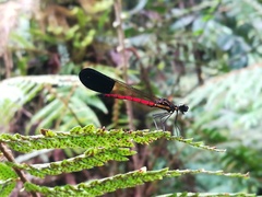 Rhinocypha sanguinolenta