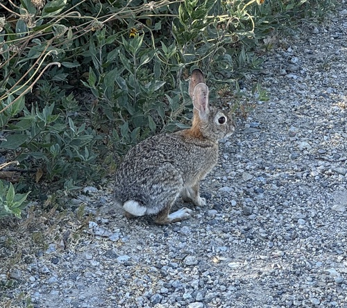iNaturalist observation photo of Desert Cottontail