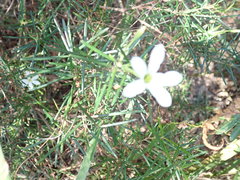 Ricinocarpos pinifolius