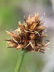 Carex nervina