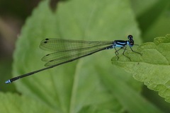 Coeliccia membranipes