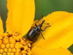 Haplorhynchites quadripennis