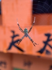 Argiope