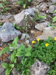 Turritis glabra