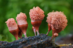 Arcyria helvetica
