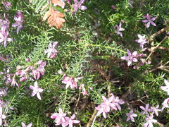 Philotheca salsolifolia