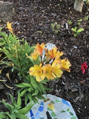 Alstroemeria aurea