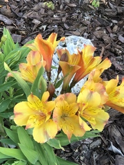 Alstroemeria aurea