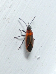 Ochrimnus lineoloides