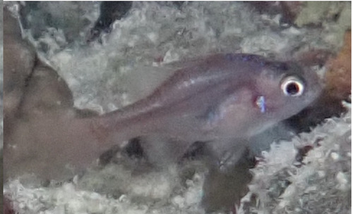 Apogon crassiceps observed 2025-05-12