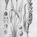 Podolasia stipitata - Photo Adolf Engler, sin restricciones conocidas de derechos (dominio público)