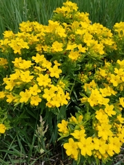 Lithospermum caroliniense