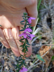 Tetratheca thymifolia