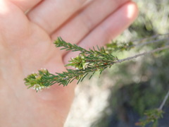 Ochrosperma lineare