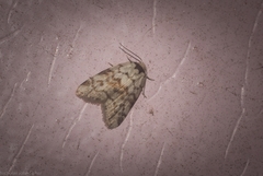 Thallarcha leptographa