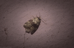 Thallarcha leptographa