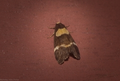 Thallarcha phalarota