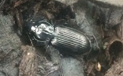 Pterostichus melanarius