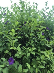 Lycianthes rantonnetii