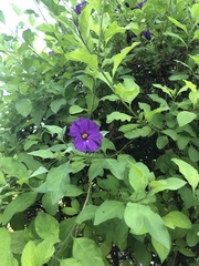 Lycianthes rantonnetii