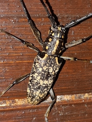 Epepeotes luscus