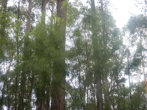 Acacia cognata, photograph 6
