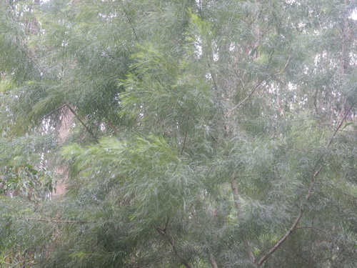 Acacia cognata, photograph 5
