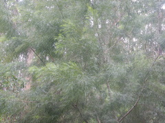 (c) Bryce Watts-Parker, some rights reserved (CC BY) Acacia cognata, photograph (c) Bryce Watts-Parker, some rights reserved (CC BY)