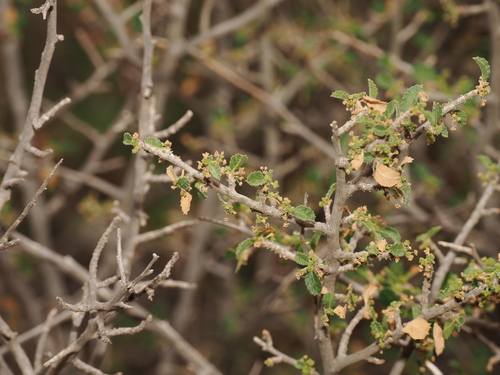 desert myrtlecroton (Bernardia obovata)